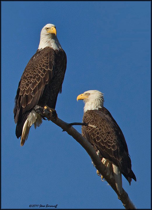 _1SB8792 american bald eagles.jpg